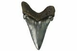 Serrated, Angustidens Tooth - Megalodon Ancestor #115731-1